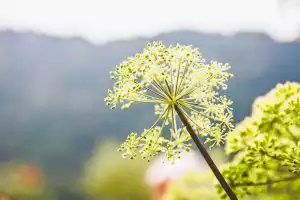 Ferienwohnungen Haus Kornelia in Pfronten