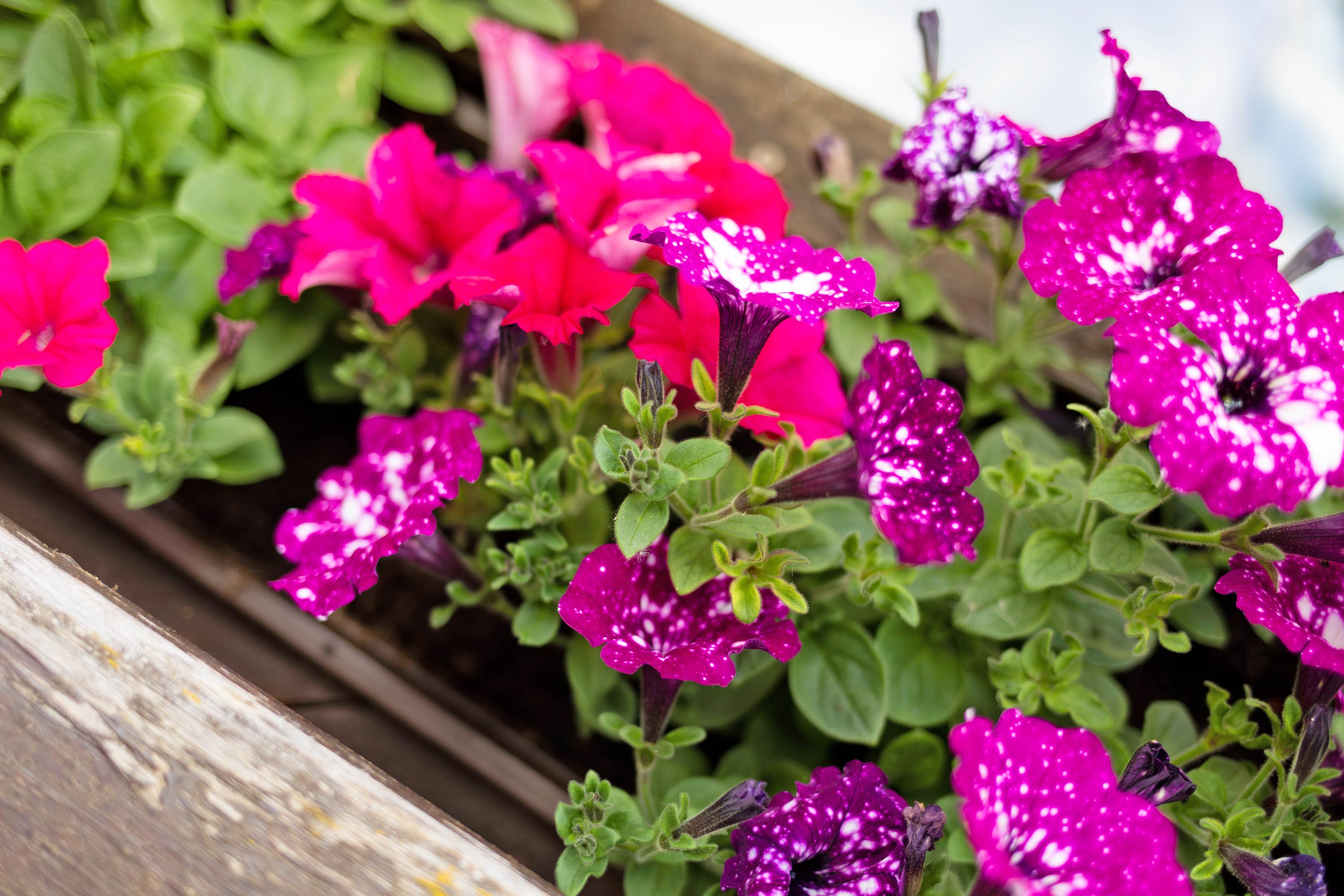 Haus Kornelia - Ferienwohnungen im Allgäu